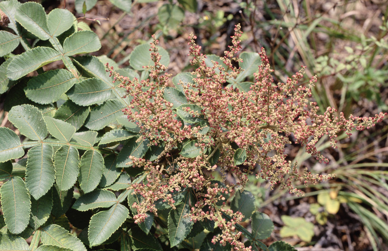 Rhus chinensis